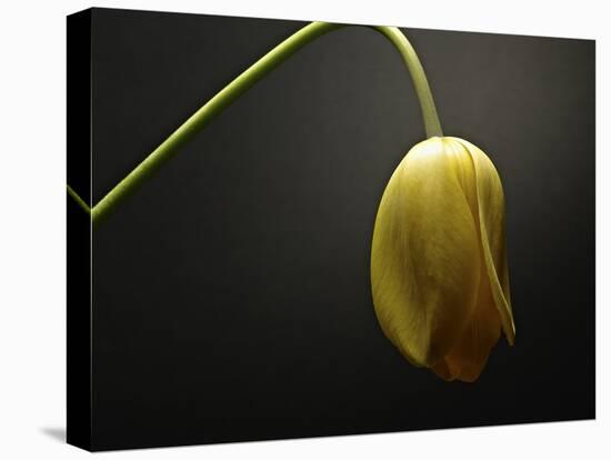 Studio Flowers IX-James McLoughlin-Premier Image Canvas