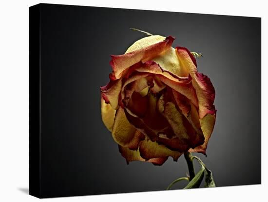 Studio Flowers VI-James McLoughlin-Premier Image Canvas