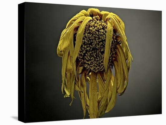 Studio Flowers VII-James McLoughlin-Premier Image Canvas