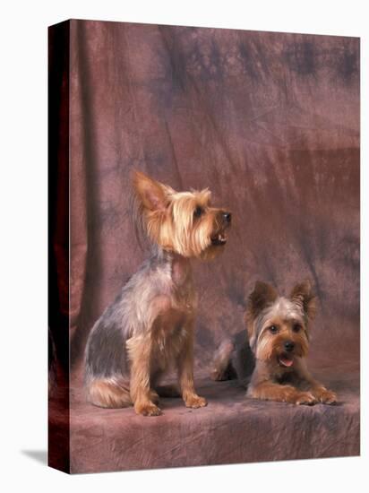 Studio Portraits of Two Yorkshire Terriers, One Lying Down and the Other Sitting up and Looking Up-Adriano Bacchella-Premier Image Canvas