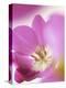 Studio Shot, Close-Up of a Pink Tulip (Tulipa) Flower-Pearl Bucknall-Premier Image Canvas