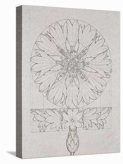 Study for a Cornflower, 1808-Philipp Otto Runge-Premier Image Canvas