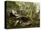 Study from Nature: Rocks and Trees, C.1856-Asher Brown Durand-Premier Image Canvas