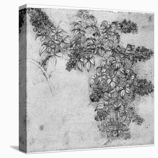 Study of a Blackberry Branch, Late 15th or Early 16th Century-Leonardo da Vinci-Premier Image Canvas