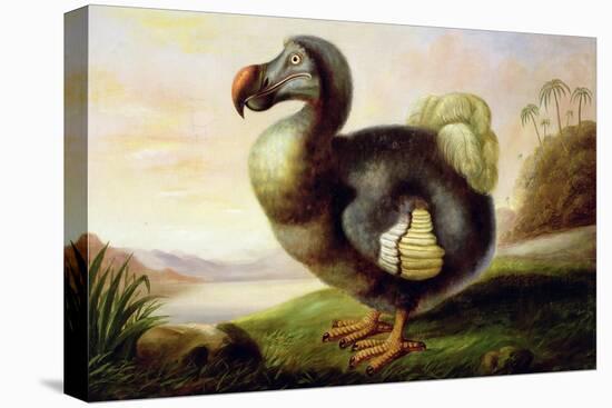 Study of a Dodo-F Hart-Premier Image Canvas