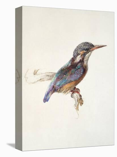 Study of a Kingfisher, with Dominant Reference to Colour, Probably October 1871-John Ruskin-Premier Image Canvas