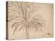 Study of a Palm Tree, C.1635-40 (Pen and Brown Ink, over Traces of Black Chalk)-Nicolas Poussin-Premier Image Canvas
