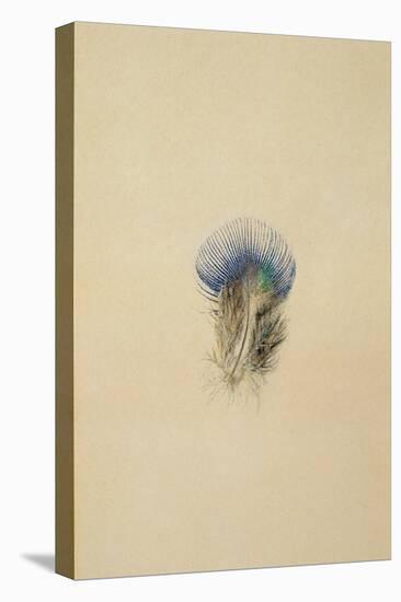 Study of a Peacock Feather, 1873-John Ruskin-Premier Image Canvas