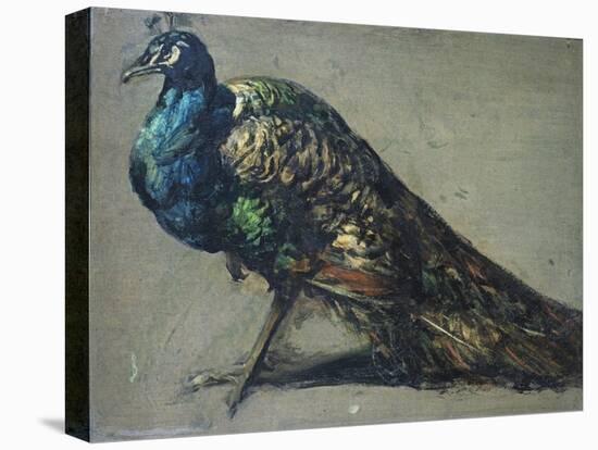 Study of a Peacock for 'The Judgement of Paris'-William Etty-Premier Image Canvas