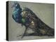 Study of a Peacock for 'The Judgement of Paris'-William Etty-Premier Image Canvas