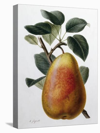 Study of a Pear-Adrienne Faguet-Premier Image Canvas