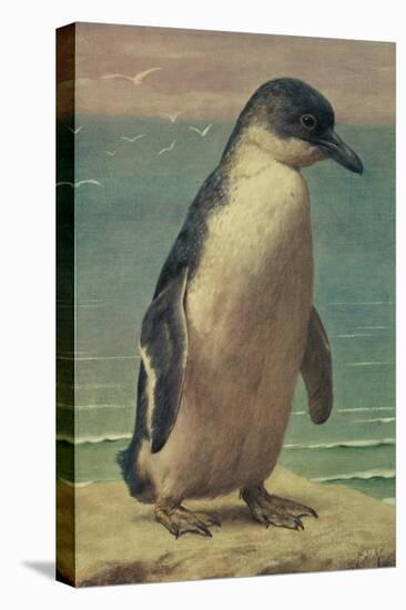 Study of a Penguin-Henry Stacey Marks-Premier Image Canvas