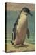 Study of a Penguin-Henry Stacey Marks-Premier Image Canvas