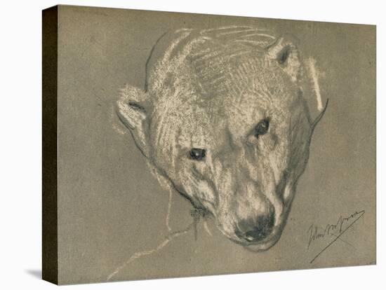 'Study of a Polar Bear's Head', c1901-John MacAllan Swan-Premier Image Canvas