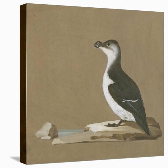 Study of a Razorbill-German School-Premier Image Canvas