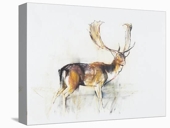 Study of a Stag-Mark Adlington-Premier Image Canvas