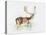 Study of a Stag-Mark Adlington-Premier Image Canvas