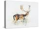 Study of a Stag-Mark Adlington-Premier Image Canvas