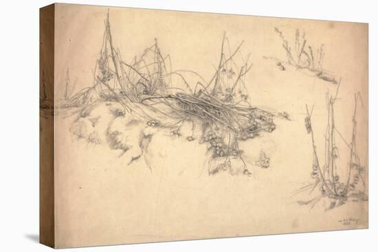 Study of a Thistle, March 24, 1855 (Graphite on Paper)-German School-Premier Image Canvas