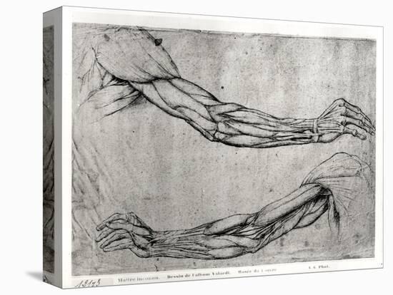 Study of Arms-Leonardo da Vinci-Premier Image Canvas