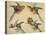 Study of Birds: Two Parrots, a Hoopoe and a Jay-Alexandre-Francois Desportes-Premier Image Canvas