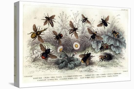 Study of Different Bees, Engraved J. Bishop-Julius Stewart-Premier Image Canvas