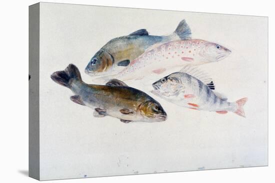 Study of Fish: Two Tench, a Trout and a Perch, C1822-1824-J. M. W. Turner-Premier Image Canvas