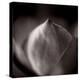 Study of Flower Bud-Edoardo Pasero-Premier Image Canvas