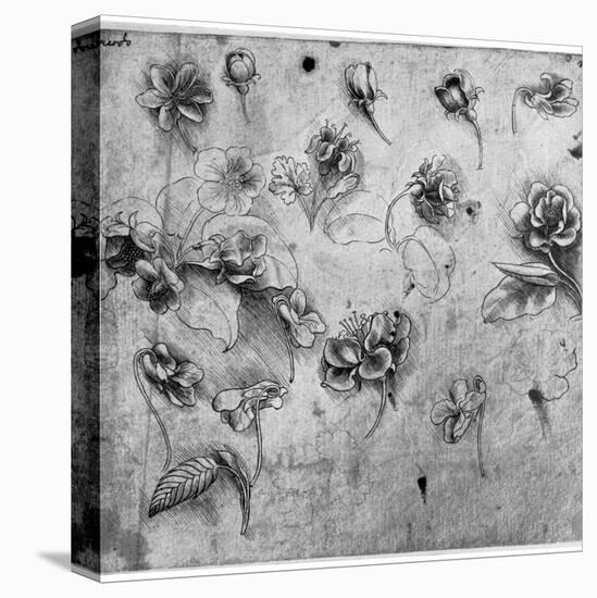 Study of Flowers, C1481-1483-Leonardo da Vinci-Premier Image Canvas