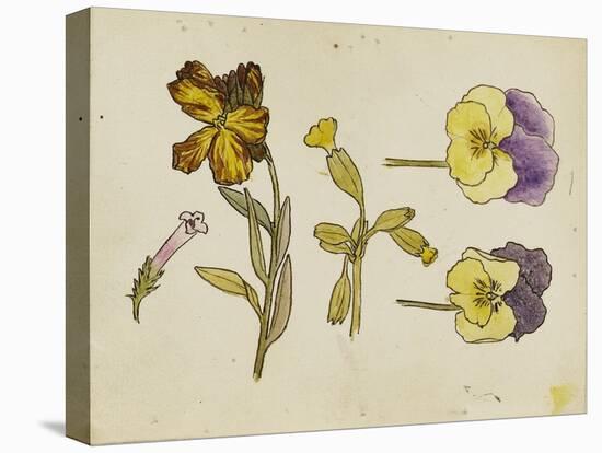 Study of Flowers - Pansy, Wallflower, 19Th Century (Pen, Ink, Watercolour)-Rosa Brett-Premier Image Canvas