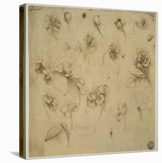 Study of Flowers-Leonardo da Vinci-Premier Image Canvas