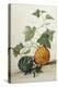 Study of Gourds-Pieter Withoos-Premier Image Canvas