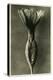 Study of Primula Veris (Common Cowslip) C.1929 (Photo)-Karl Blossfeldt-Premier Image Canvas