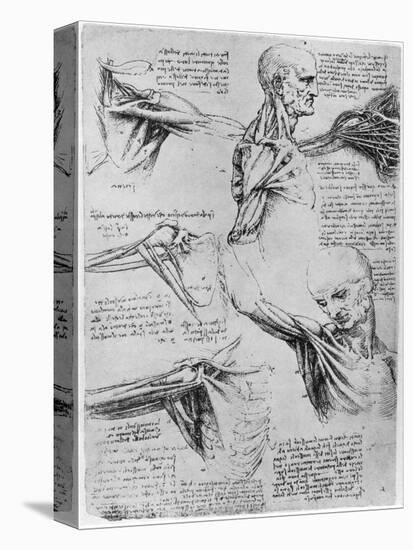 Study of Shoulder Joints, 1510-1511-Leonardo da Vinci-Premier Image Canvas