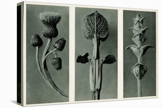 Study of Three Species of Plant. 1929 (Photogravure)-Karl Blossfeldt-Premier Image Canvas