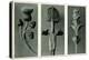 Study of Three Species of Plant. 1929 (Photogravure)-Karl Blossfeldt-Premier Image Canvas