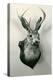 Stuffed Jackalope-null-Stretched Canvas