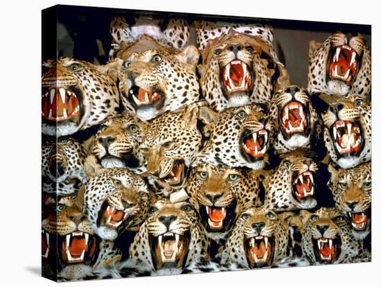 Stuffed Tiger Trophy Heads of Big Game Hunters Are Piled Up in Paul Zimmerman's Taxidermy Shop-Loomis Dean-Premier Image Canvas