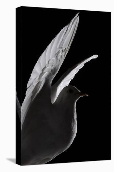 Stuffed White Dove in Flight, Detail Against Black-Colin Crisford-Premier Image Canvas