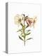 Stunning Amaryllis Flowers on White Background.-The Nature Notes-Premier Image Canvas