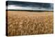 Stunning Countryside Landscape Wheat Field in Summer Sunset-Veneratio-Premier Image Canvas
