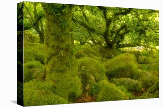 Stunted Oak Woodland Covered in Moss, Wistman's Wood, Devon, UK-Ben Hall-Premier Image Canvas