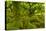 Stunted Oak Woodland Covered in Moss, Wistman's Wood, Devon, UK-Ben Hall-Premier Image Canvas