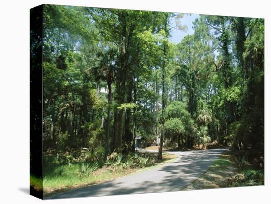 Sub Tropical Forest, Hunting Island State Park, South Carolina, USA-Duncan Maxwell-Premier Image Canvas