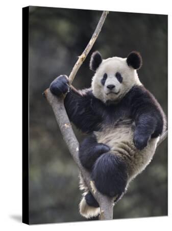 'Subadult Giant Panda Climbing in a Tree Wolong Nature Reserve, China ...