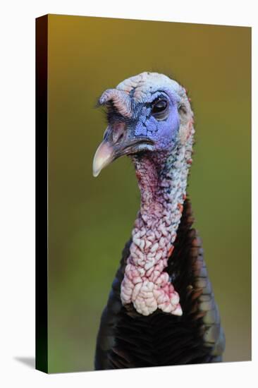 Subadult Male Wild Turkey (Meleagris Gallopavo) in Alternate (Breeding) Plumage-Gerrit Vyn-Premier Image Canvas