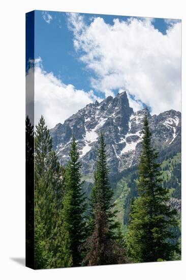 Subalpine fir, Grand Tetons, Grand Teton National Park, Wyoming, USA-Roddy Scheer-Premier Image Canvas