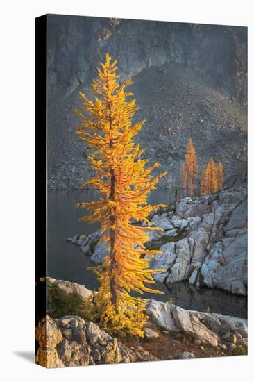 Subalpine Larches in golden autumn color. Stiletto Lake, North Cascades NP, Washington State-Alan Majchrowicz-Premier Image Canvas