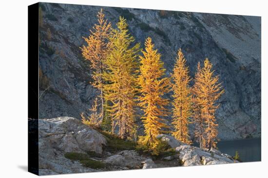 Subalpine Larches in golden autumn color. Stiletto Lake, North Cascades NP, Washington State-Alan Majchrowicz-Premier Image Canvas