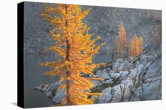 Subalpine Larches in golden autumn color. Stiletto Lake, North Cascades NP, Washington State-Alan Majchrowicz-Premier Image Canvas